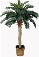Palm Tree			